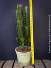 Euphorbia trigona architectural succulent plant modern interior decor for sale at TOMs FLOWer CLUB Zurich Switzerland