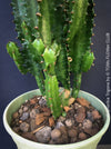 Euphorbia trigona potted succulent African Milk Tree bright green indoor plant for sale at TOMs FLOWer CLUB Zurich Switzerland