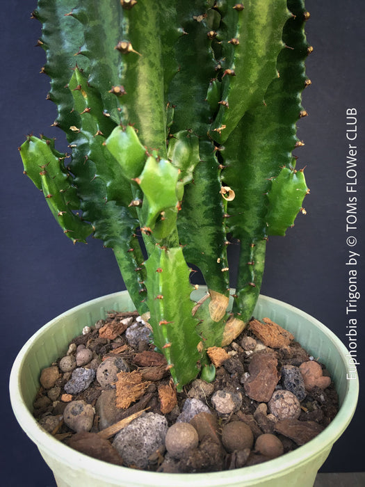 Euphorbia trigona potted succulent African Milk Tree bright green indoor plant for sale at TOMs FLOWer CLUB Zurich Switzerland