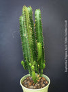 Euphorbia trigona tall growing succulent easy care indoor plant for sale at TOMs FLOWer CLUB Zurich Switzerland
