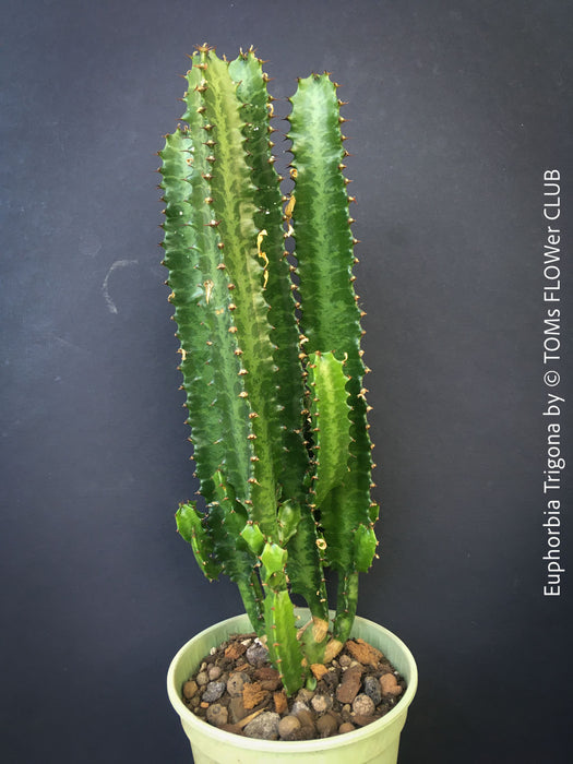 Euphorbia trigona tall growing succulent easy care indoor plant for sale at TOMs FLOWer CLUB Zurich Switzerland