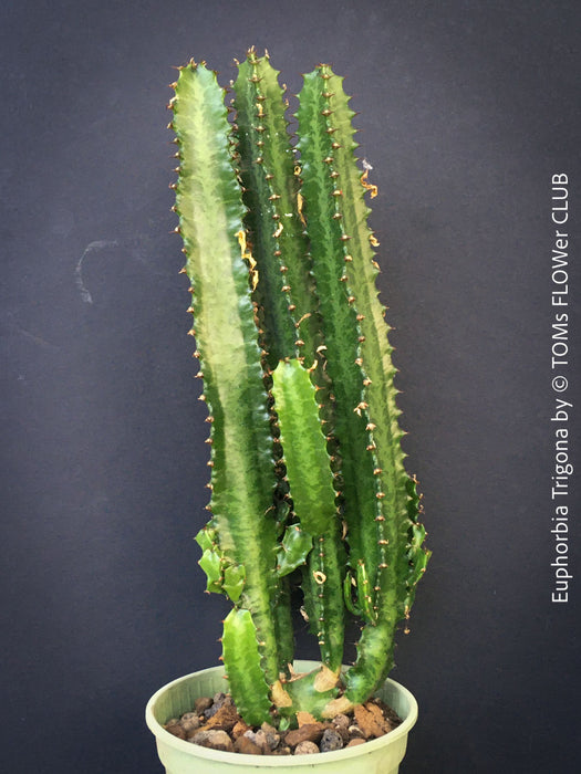 Euphorbia trigona rare collector succulent triangle cactus plant for sale at TOMs FLOWer CLUB Zurich Switzerland