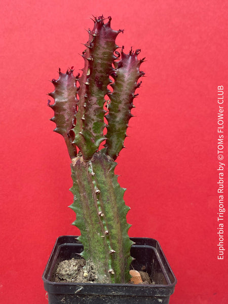 Euphorbia Trigona Rubra, organically grown succulent plants for sale at TOMs FLOWer CLUB.