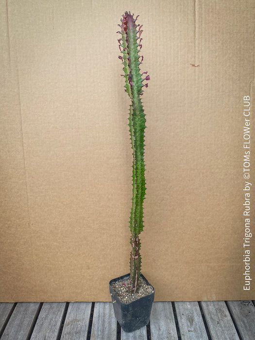 Euphorbia Trigona Rubra, organically grown succulent plants for sale at TOMs FLOWer CLUB.