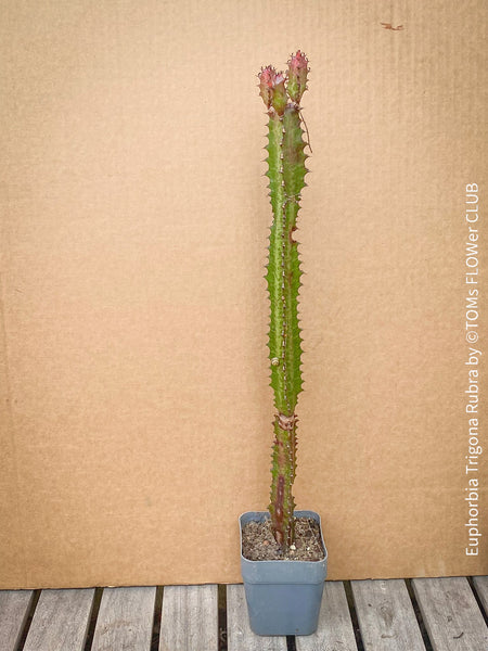 Euphorbia Trigona Rubra, organically grown succulent plants for sale at TOMs FLOWer CLUB.