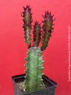 Euphorbia Trigona Rubra, organically grown succulent plants for sale at TOMs FLOWer CLUB.