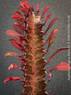 Euphorbia Trigona Rubra, organically grown succulent plants for sale at TOMs FLOWer CLUB.