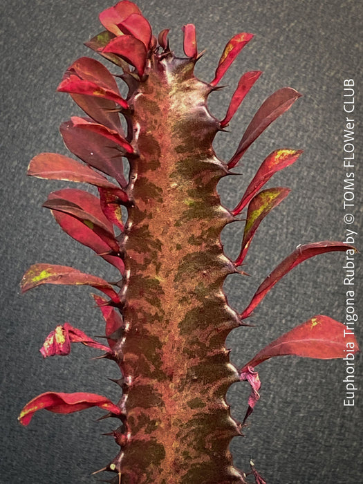 Euphorbia Trigona Rubra, organically grown succulent plants for sale at TOMs FLOWer CLUB.