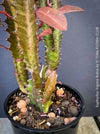 Euphorbia Trigona Rubra, organically grown succulent plants for sale at TOMs FLOWer CLUB.