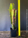 Euphorbia Trigona Rubra, organically grown succulent plants for sale at TOMs FLOWer CLUB.