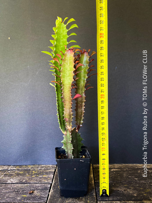 Euphorbia Trigona Rubra, organically grown succulent plants for sale at TOMs FLOWer CLUB.