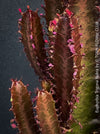 Euphorbia Trigona Rubra, organically grown succulent plants for sale at TOMs FLOWer CLUB.