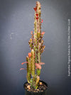 Euphorbia Trigona Rubra, organically grown succulent plants for sale at TOMs FLOWer CLUB.