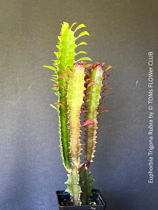 Euphorbia Trigona Rubra, organically grown succulent plants for sale at TOMs FLOWer CLUB.