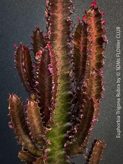 Euphorbia Trigona Rubra, organically grown succulent plants for sale at TOMs FLOWer CLUB.