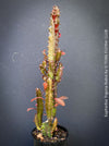 Euphorbia Trigona Rubra, organically grown succulent plants for sale at TOMs FLOWer CLUB.