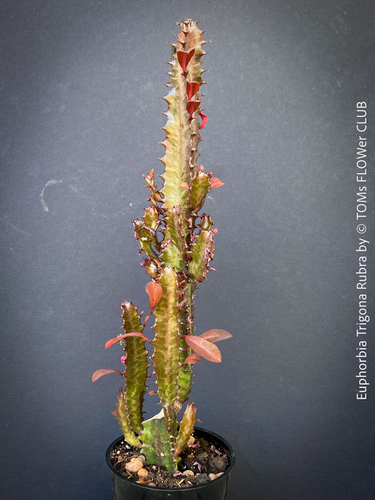 Euphorbia Trigona Rubra, organically grown succulent plants for sale at TOMs FLOWer CLUB.