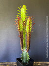 Euphorbia Trigona Rubra, organically grown succulent plants for sale at TOMs FLOWer CLUB.