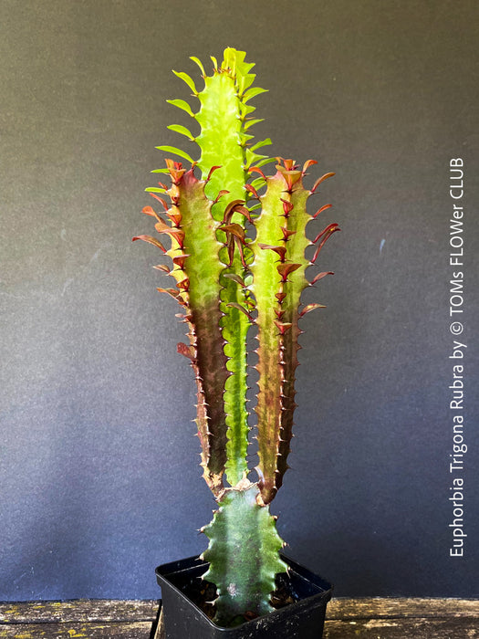 Euphorbia Trigona Rubra, organically grown succulent plants for sale at TOMs FLOWer CLUB.