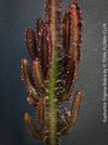 Euphorbia Trigona Rubra, organically grown succulent plants for sale at TOMs FLOWer CLUB.