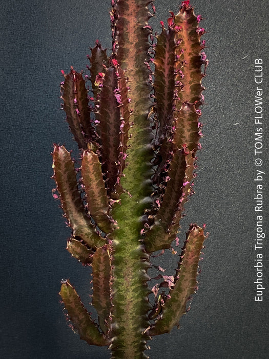 Euphorbia Trigona Rubra, organically grown succulent plants for sale at TOMs FLOWer CLUB.