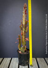 Euphorbia Trigona Rubra, organically grown succulent plants for sale at TOMs FLOWer CLUB.
