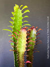 Euphorbia Trigona Rubra, organically grown succulent plants for sale at TOMs FLOWer CLUB.