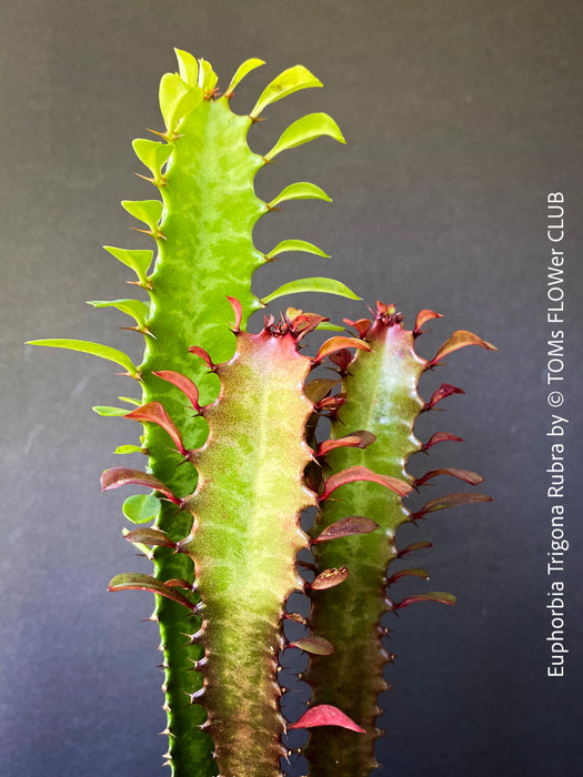 Euphorbia Trigona Rubra, organically grown succulent plants for sale at TOMs FLOWer CLUB.