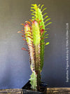 Euphorbia Trigona Rubra, organically grown succulent plants for sale at TOMs FLOWer CLUB.