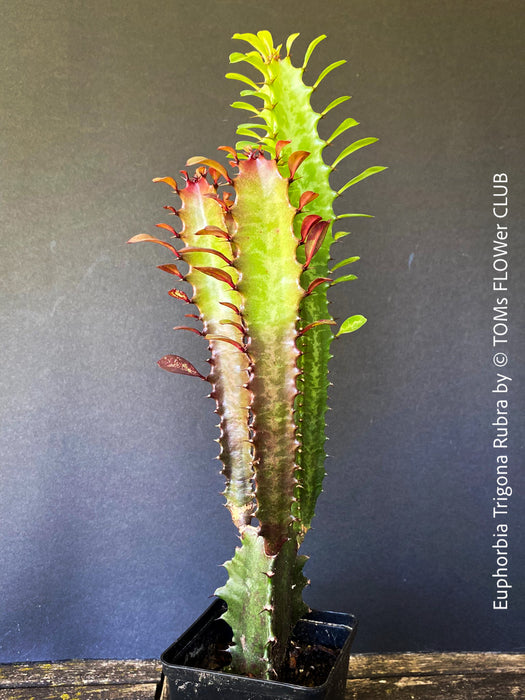 Euphorbia Trigona Rubra, organically grown succulent plants for sale at TOMs FLOWer CLUB.