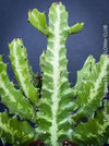 Euphorbia Trigona, African Milk Tree, organically grown succulent plants for sale at TOMs FLOWer CLUB. 