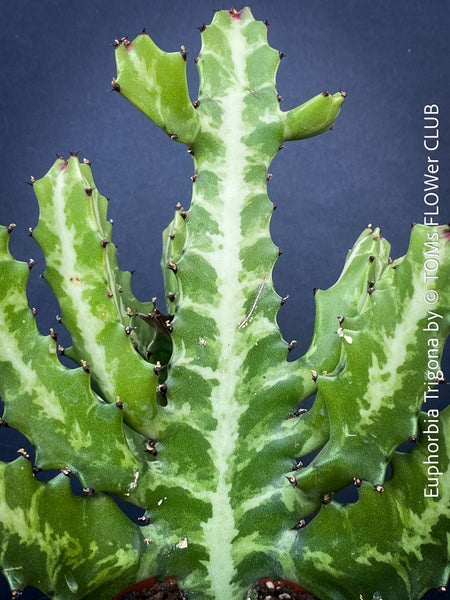 Euphorbia Trigona, African Milk Tree, organically grown succulent plants for sale at TOMs FLOWer CLUB. 