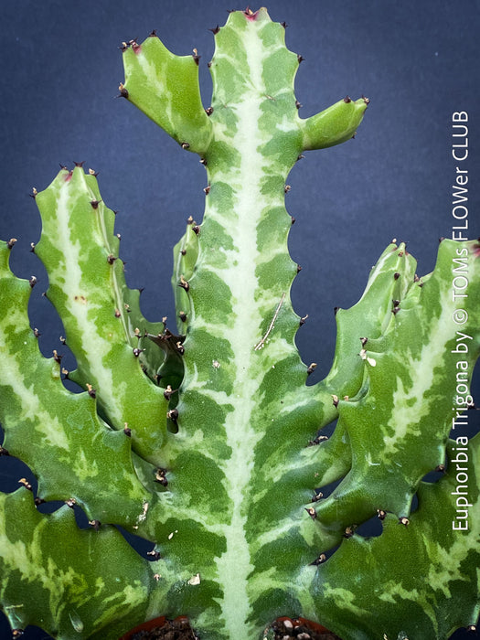 Euphorbia Trigona, African Milk Tree, organically grown succulent plants for sale at TOMs FLOWer CLUB. 