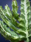 Euphorbia Trigona, African Milk Tree, organically grown succulent plants for sale at TOMs FLOWer CLUB. 
