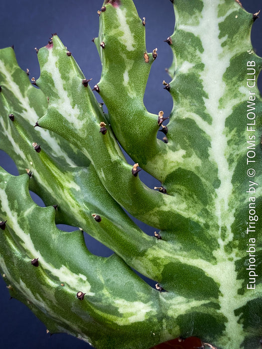 Euphorbia Trigona, African Milk Tree, organically grown succulent plants for sale at TOMs FLOWer CLUB. 