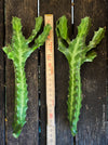 Euphorbia Trigona, cuttings, organically grown succulent plants for sale at TOMs FLOWer CLUB. 