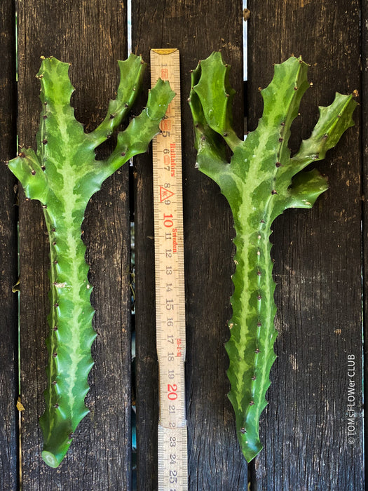 Euphorbia Trigona, cuttings, organically grown succulent plants for sale at TOMs FLOWer CLUB. 