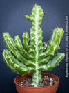 Euphorbia Trigona, African Milk Tree, organically grown succulent plants for sale at TOMs FLOWer CLUB. 