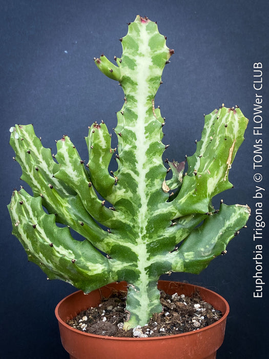 Euphorbia Trigona, African Milk Tree, organically grown succulent plants for sale at TOMs FLOWer CLUB. 