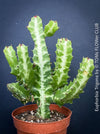 Euphorbia Trigona, African Milk Tree, organically grown succulent plants for sale at TOMs FLOWer CLUB. 