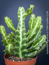Euphorbia Trigona, African Milk Tree, organically grown succulent plants for sale at TOMs FLOWer CLUB. 