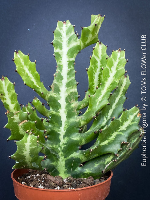 Euphorbia Trigona, African Milk Tree, organically grown succulent plants for sale at TOMs FLOWer CLUB. 