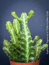 Euphorbia Trigona, African Milk Tree, organically grown succulent plants for sale at TOMs FLOWer CLUB. 