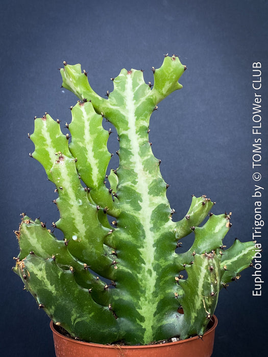 Euphorbia Trigona, African Milk Tree, organically grown succulent plants for sale at TOMs FLOWer CLUB. 