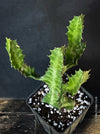 Euphorbia Trigona, organically grown succulent plants for sale at TOMs FLOWer CLUB. 