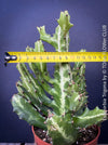 Euphorbia Trigona, African Milk Tree, organically grown succulent plants for sale at TOMs FLOWer CLUB. 