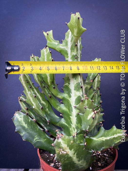 Euphorbia Trigona, African Milk Tree, organically grown succulent plants for sale at TOMs FLOWer CLUB. 