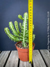 Euphorbia Trigona, African Milk Tree, organically grown succulent plants for sale at TOMs FLOWer CLUB. 