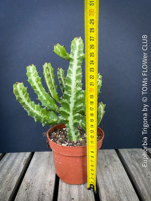 Euphorbia Trigona, African Milk Tree, organically grown succulent plants for sale at TOMs FLOWer CLUB. 
