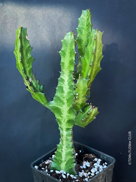 Euphorbia Trigona, organically grown succulent plants for sale at TOMs FLOWer CLUB. 